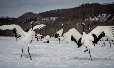 These Revered Cranes Escaped Extinction. Can They Survive Without Humans?