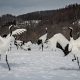 These Revered Cranes Escaped Extinction. Can They Survive Without Humans?