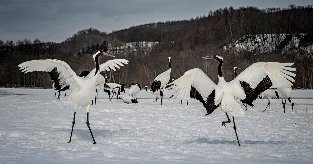 These Revered Cranes Escaped Extinction. Can They Survive Without Humans?