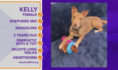 Pawfect Match: Meet Kelly!