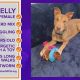 Pawfect Match: Meet Kelly!