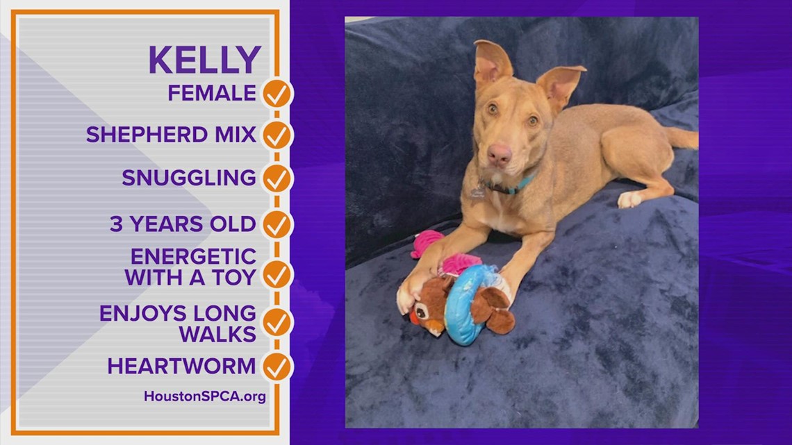 Pawfect Match: Meet Kelly!