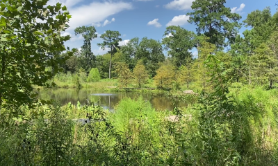 HFD planning prescribed fire at Houston Arboretum near West Loop, Woodway Drive