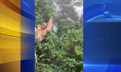 Child ziplining in Costa Rica collides with slow-moving sloth hanging onto cable