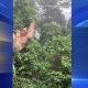 Child ziplining in Costa Rica collides with slow-moving sloth hanging onto cable