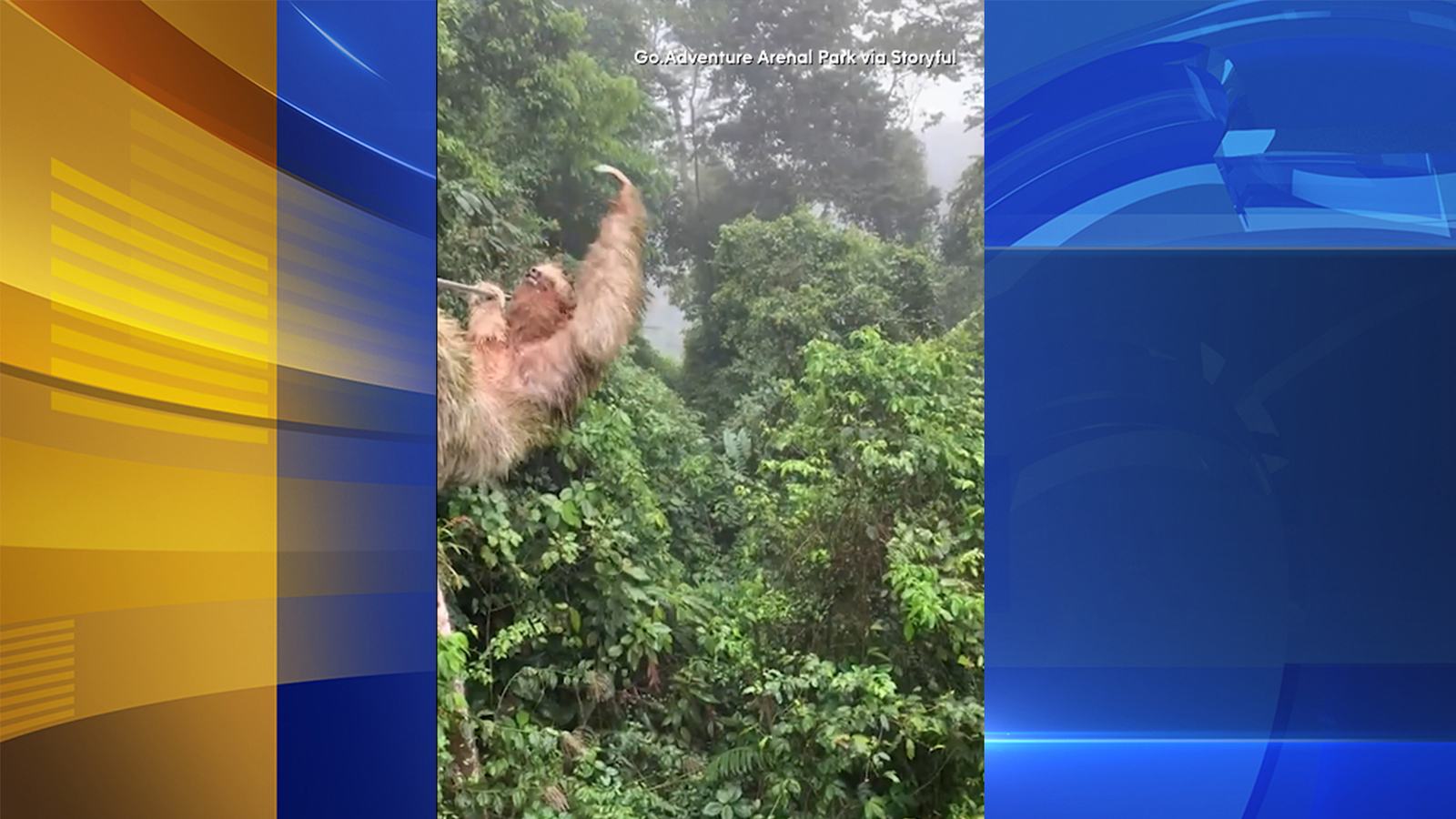 Child ziplining in Costa Rica collides with slow-moving sloth hanging onto cable