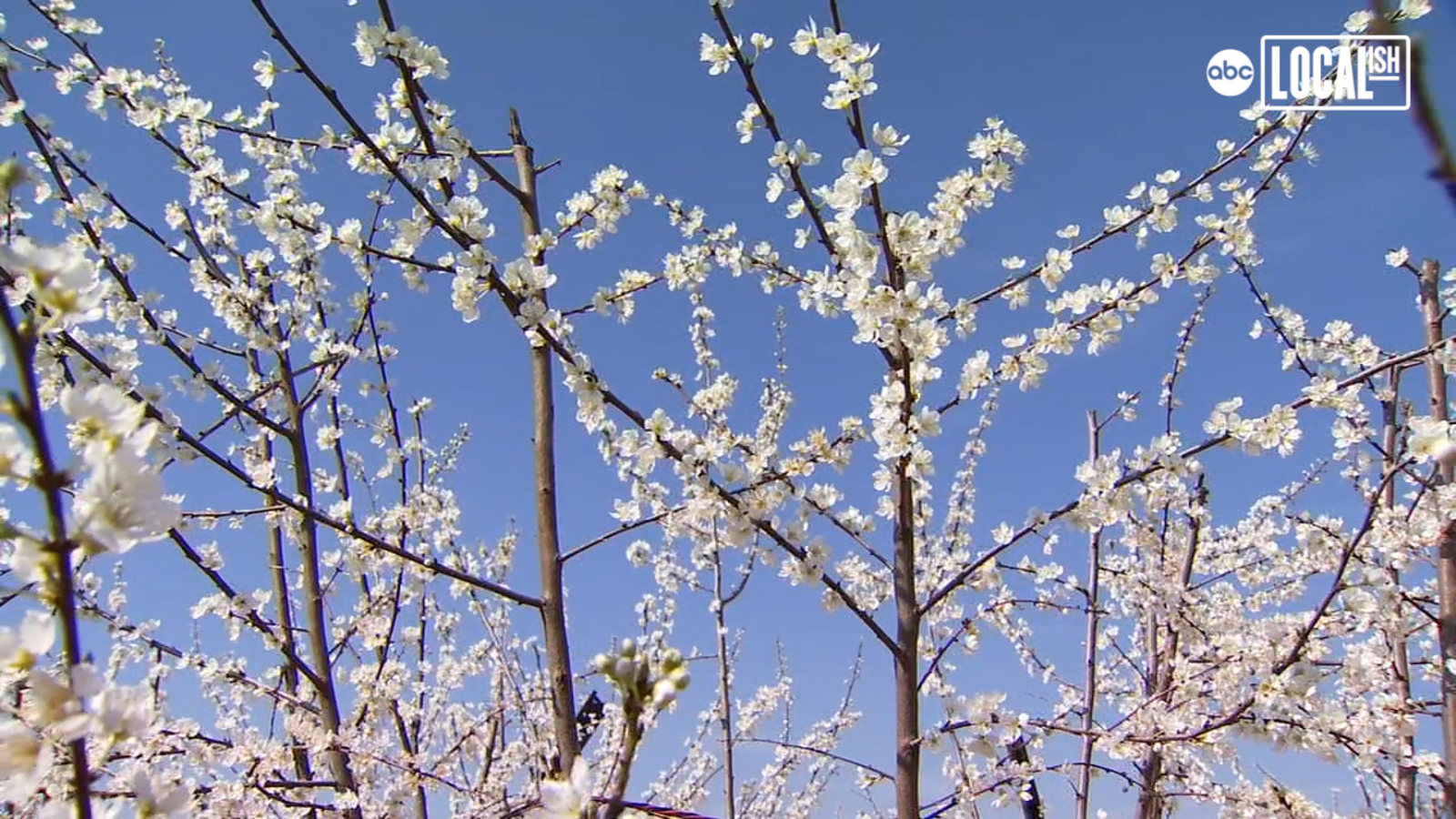 This stunning Blossom Trail in California is a must-see