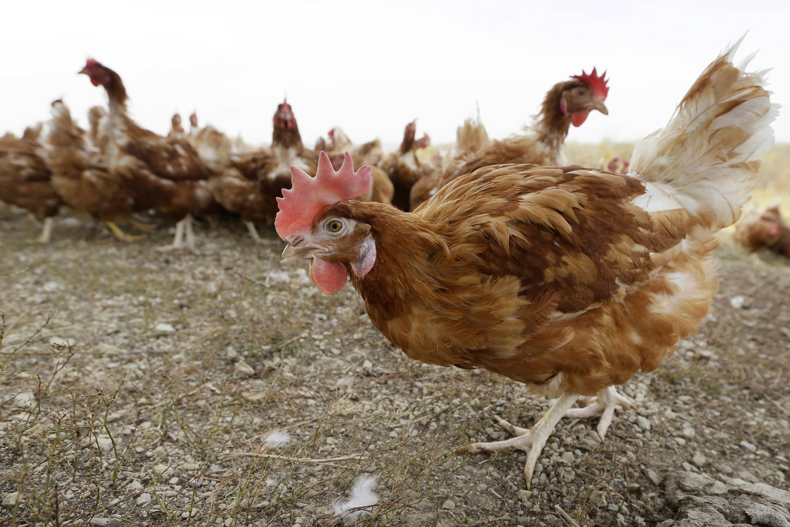 Bird flu case forces killing of 5.3M chickens in Iowa, state officials say