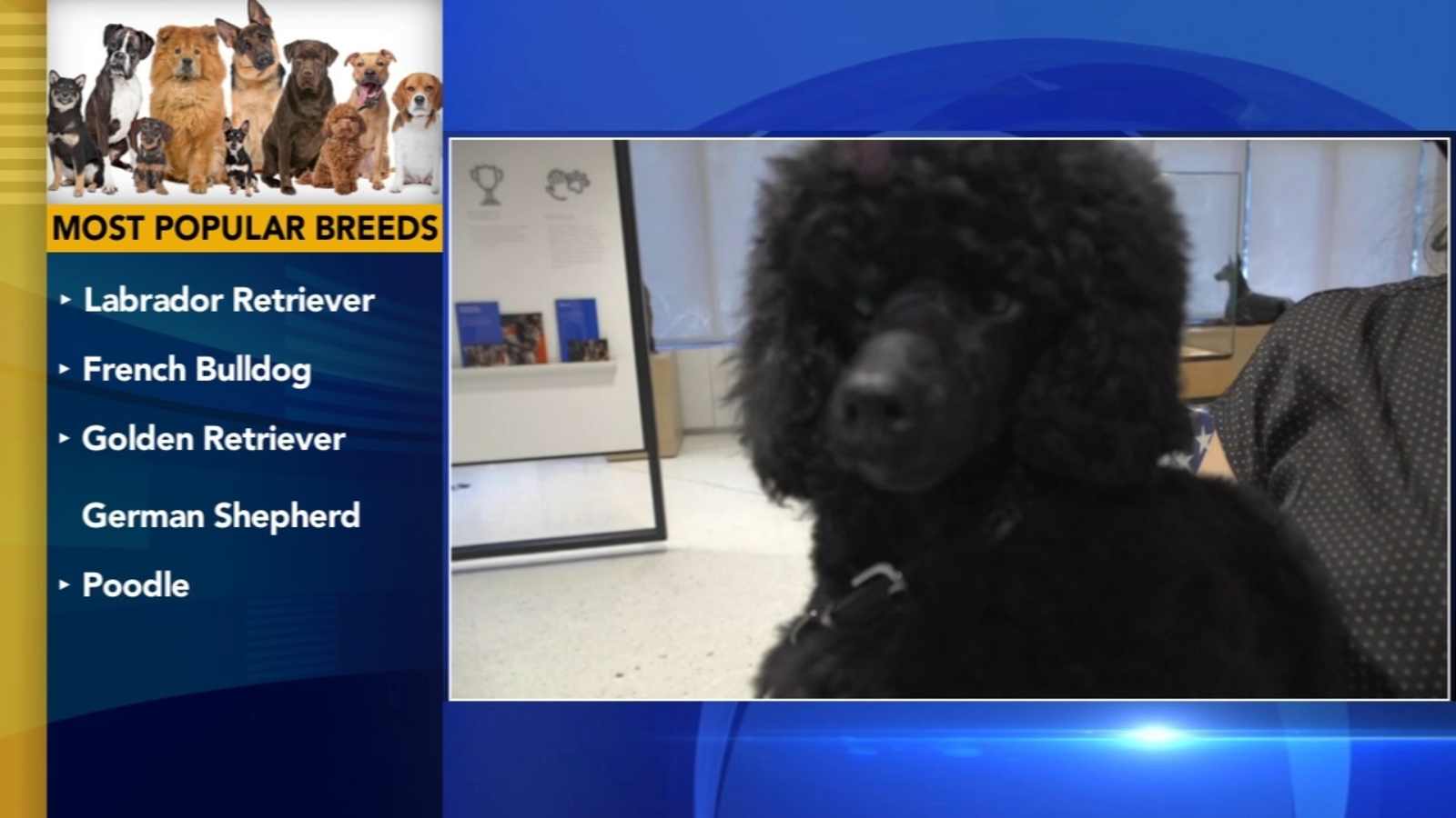 Poodles pop in popularity, but Labs still No. 1 US dog breed