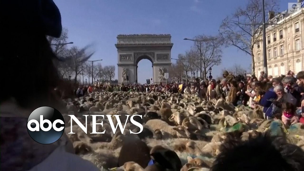 Thousands of sheep march down avenue in Paris