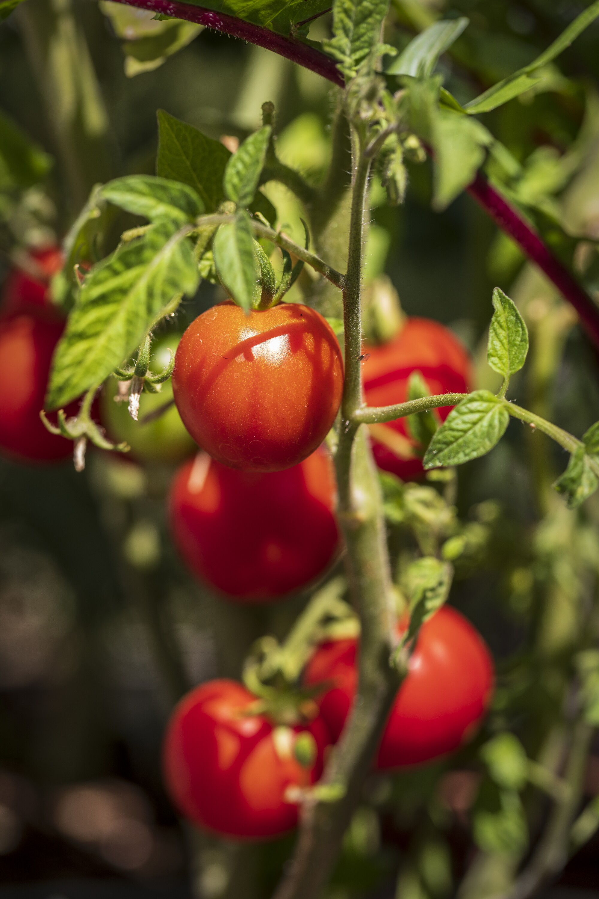 An heirloom Stupice tomato growing happily in a raised-bed vegetable garden