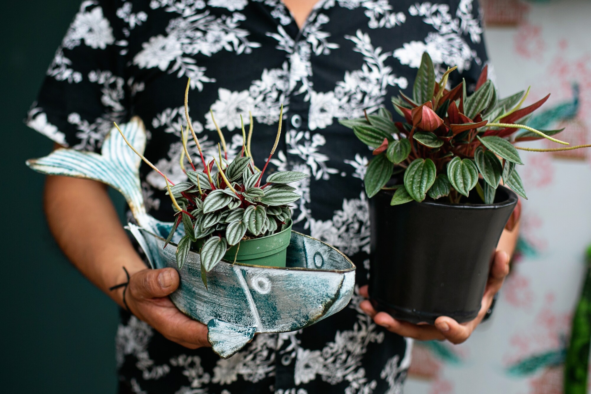 A man in a button-down flowered shirt holds two potted plants.