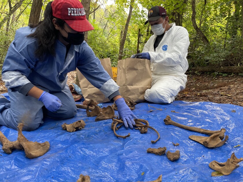 Two people sort bones on a blue tarp.