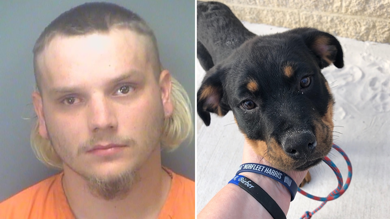 Florida man arrested after kicking puppy in face, tells cops he was upset dog ate his food at beach: Police