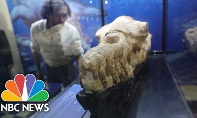 Giant Fossilized Skull Of Whale Ancestor Goes On Show