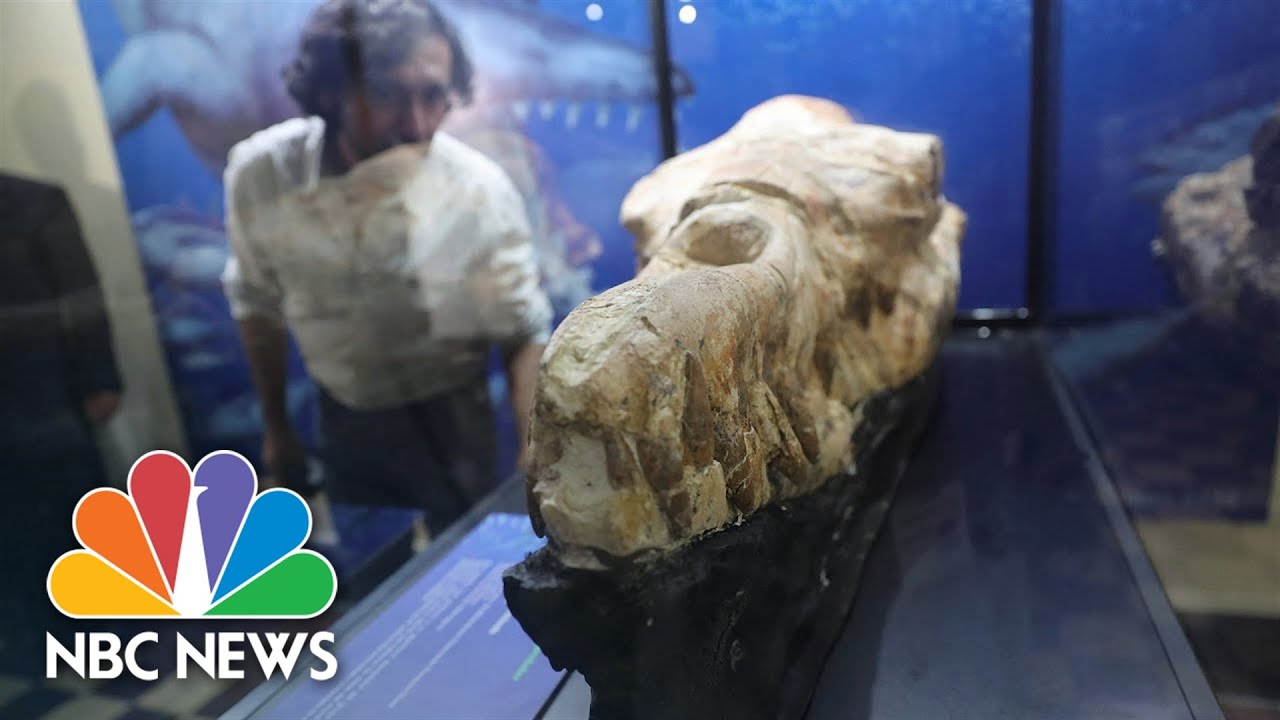 Giant Fossilized Skull Of Whale Ancestor Goes On Show