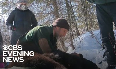 Hibernating bears adapt to changing climate