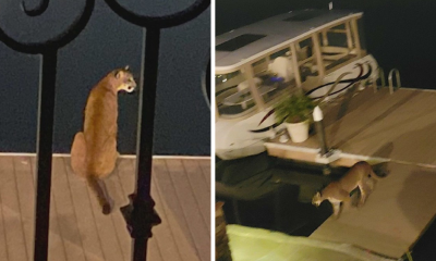 Mountain lion goes for a dip in Lake Mission Viejo