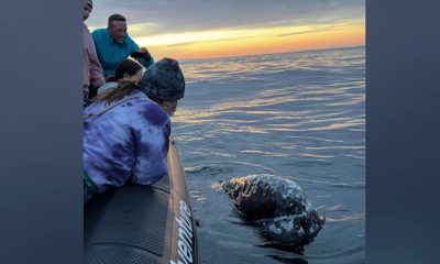 Two whales give tour group a thrilling encounter off Newport Beach coast