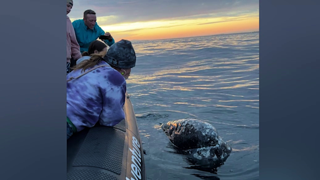 Two whales give tour group a thrilling encounter off Newport Beach coast