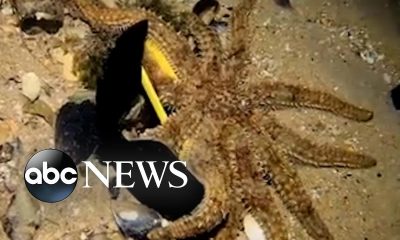 Diver frees starfish from sunglasses