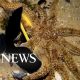 Diver frees starfish from sunglasses