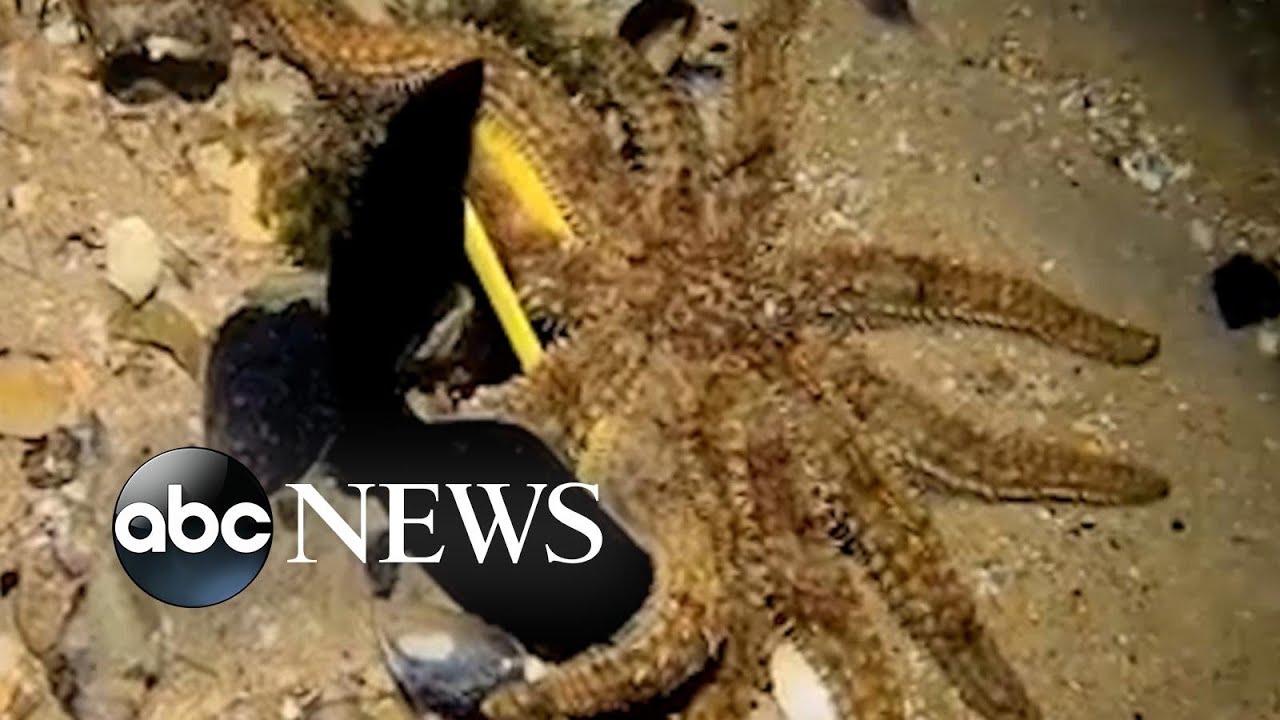 Diver frees starfish from sunglasses