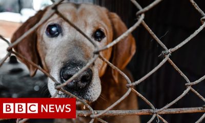 Rescuing the abandoned animals of Ukraine – BBC News