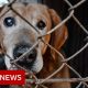 Rescuing the abandoned animals of Ukraine – BBC News