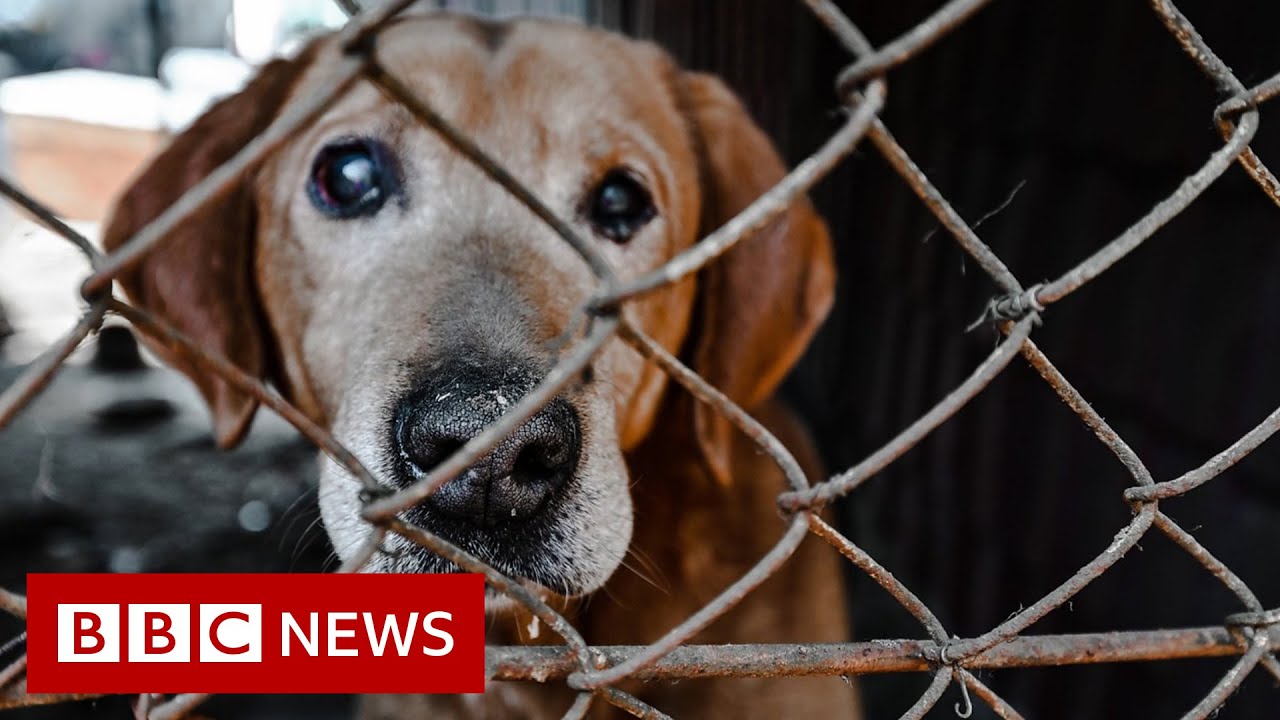 Rescuing the abandoned animals of Ukraine – BBC News