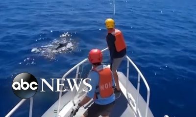 Entangled humpback whale cleared of marine debris off Maui l ABC News