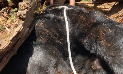 500-pound bear removed from Tennessee college after causing property damage for over a year