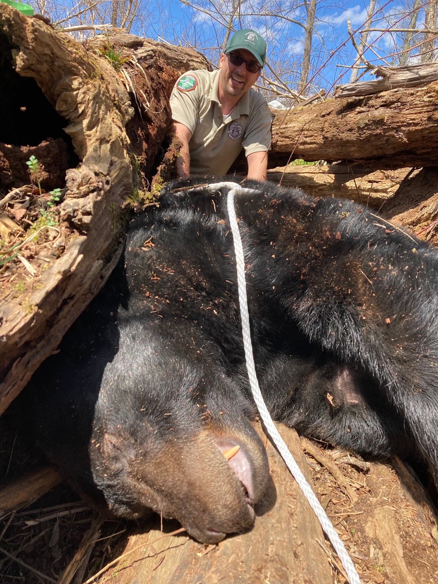 500-pound bear removed from Tennessee college after causing property damage for over a year