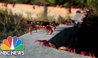 Watch: Swarms Of Crabs In Cuba After Pandemic Sees Numbers Increase