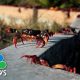 Watch: Swarms Of Crabs In Cuba After Pandemic Sees Numbers Increase