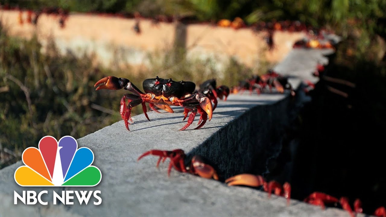 Watch: Swarms Of Crabs In Cuba After Pandemic Sees Numbers Increase