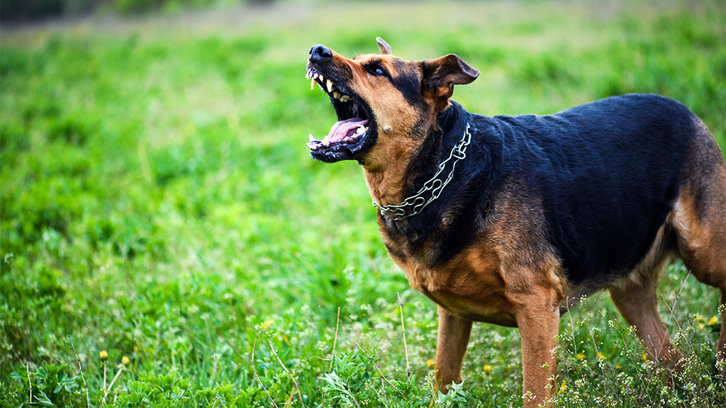 South Carolina mom has both arms amputated after she’s mauled by 3 pit bulls