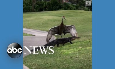 Crane scares alligator off Florida golf course