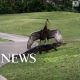 Crane scares alligator off Florida golf course