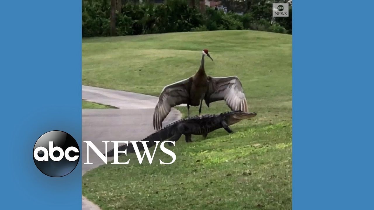 Crane scares alligator off Florida golf course