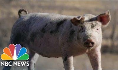 Supreme Court To Consider Challenge To California Law Regulating Pork Farms