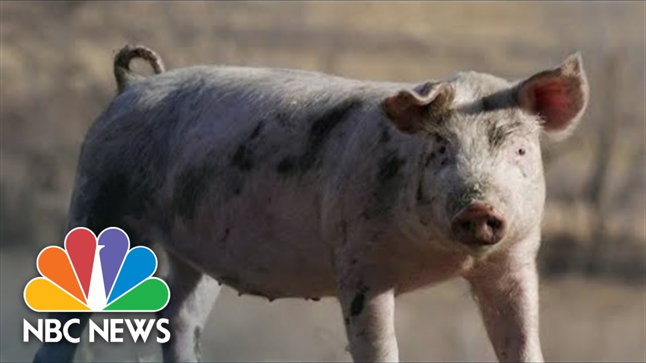 Supreme Court To Consider Challenge To California Law Regulating Pork Farms