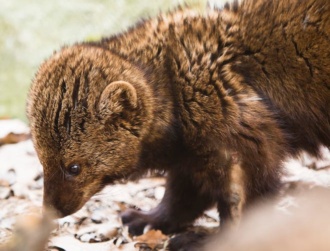 A fisher cat is one of the attractions at the Maine Wildlife Park in Gray on Thursday, May 12, 2016.