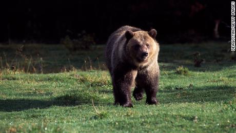 Montana asks for federal protection of many of its grizzly bears to be lifted. This would allow hunting for first time in decades