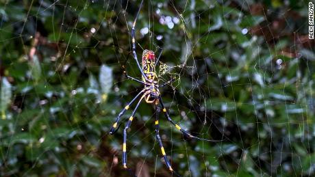 Giant venomous spiders infiltrated the southeastern US and are expected to spread rapidly, experts say