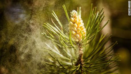 Pollen seasons are increasing in length and intensity.