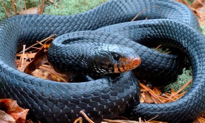 Rare snake found in Alabama for just the second time in 60 years