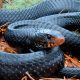 Rare snake found in Alabama for just the second time in 60 years