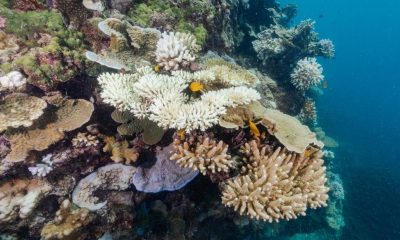 Australia’s Great Barrier Reef suffers sixth mass bleaching event