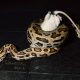 How Boa Constrictors Breathe While Squeezing the Life Out of Their Prey